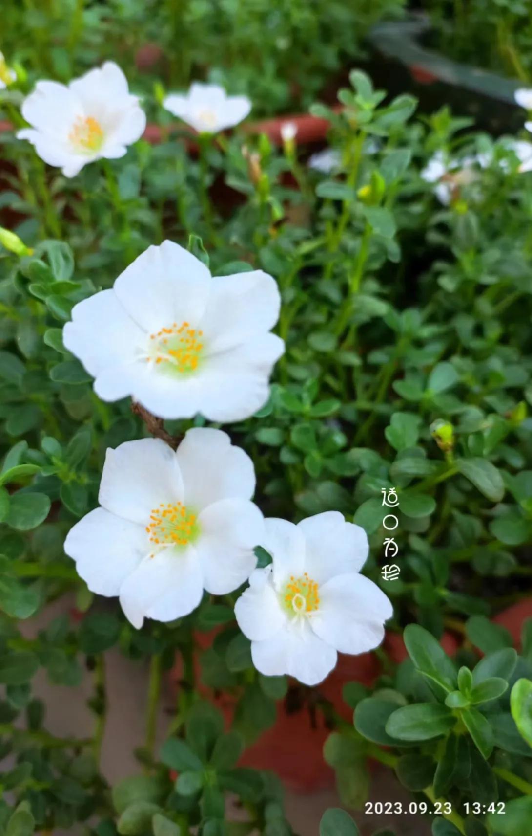 来对对联呀，我出上联：风花雪月诗间韵，下联您来读写。

[比心]上联：风花雪月诗