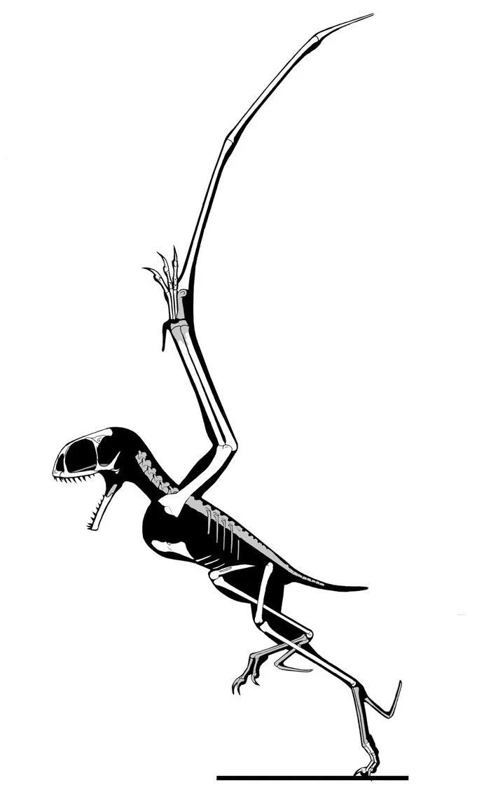 #你的桌面恐龙博物馆# 第十四课 蛙嘴龙（二） Anurognathus 看完了