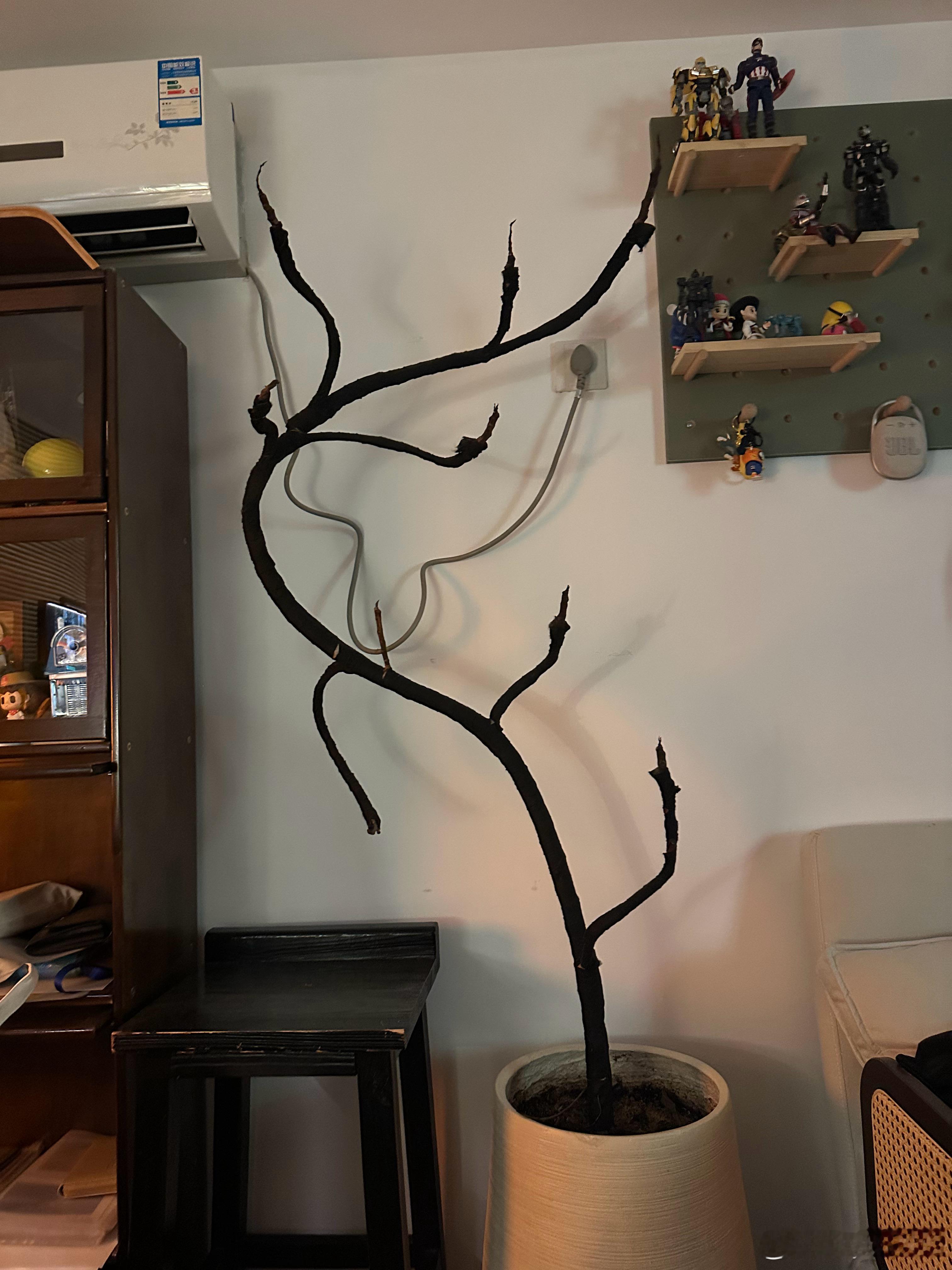 被我养死的第一株很喜欢的植物[允悲]生活手记 ​​​