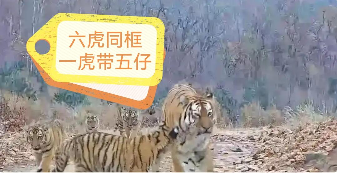 中国首次纪录六虎同框，首次一胎生五仔，罕见世界奇观