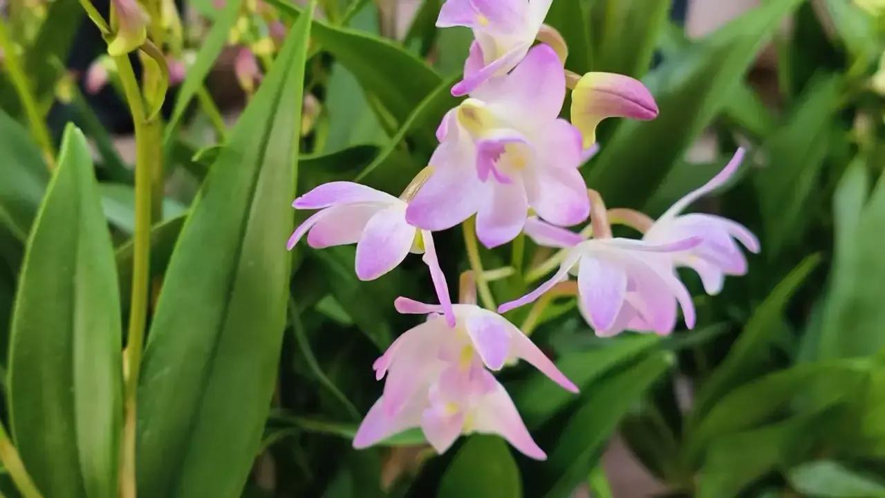 这是我手机随手拍的花花草草，是不是很漂亮，赏心悦目！[赞][赞][玫瑰][玫瑰]