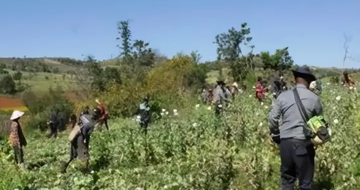 全球最大罂粟种植国！缅甸掸邦小镇一周铲平140英亩罂粟田