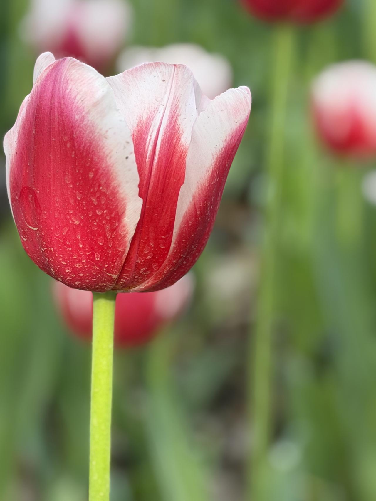 忽然有人问我，你若有女儿，要不要彩礼？

  彩礼就是给我们钱，或者是给我女儿钱