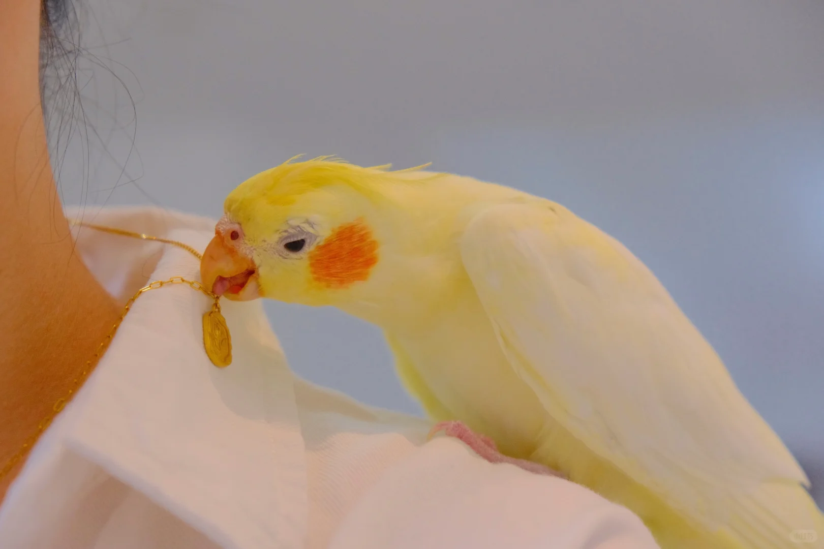 原来阿刁真的是自由的鸟