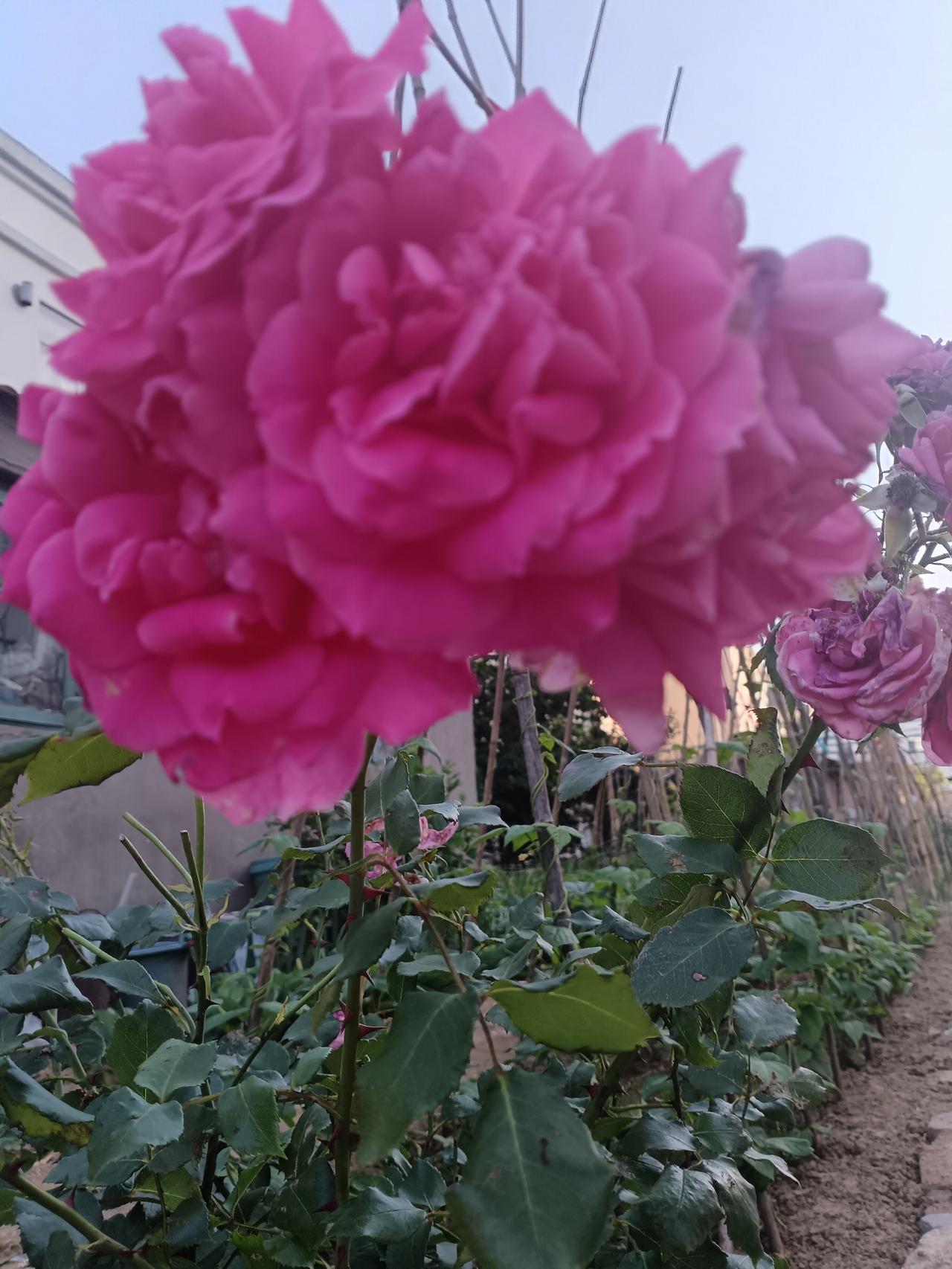 浓艳玫红月季簇拥盛放，层叠花瓣温润饱满，翠叶衬繁花，晚风里漾着温婉风情。