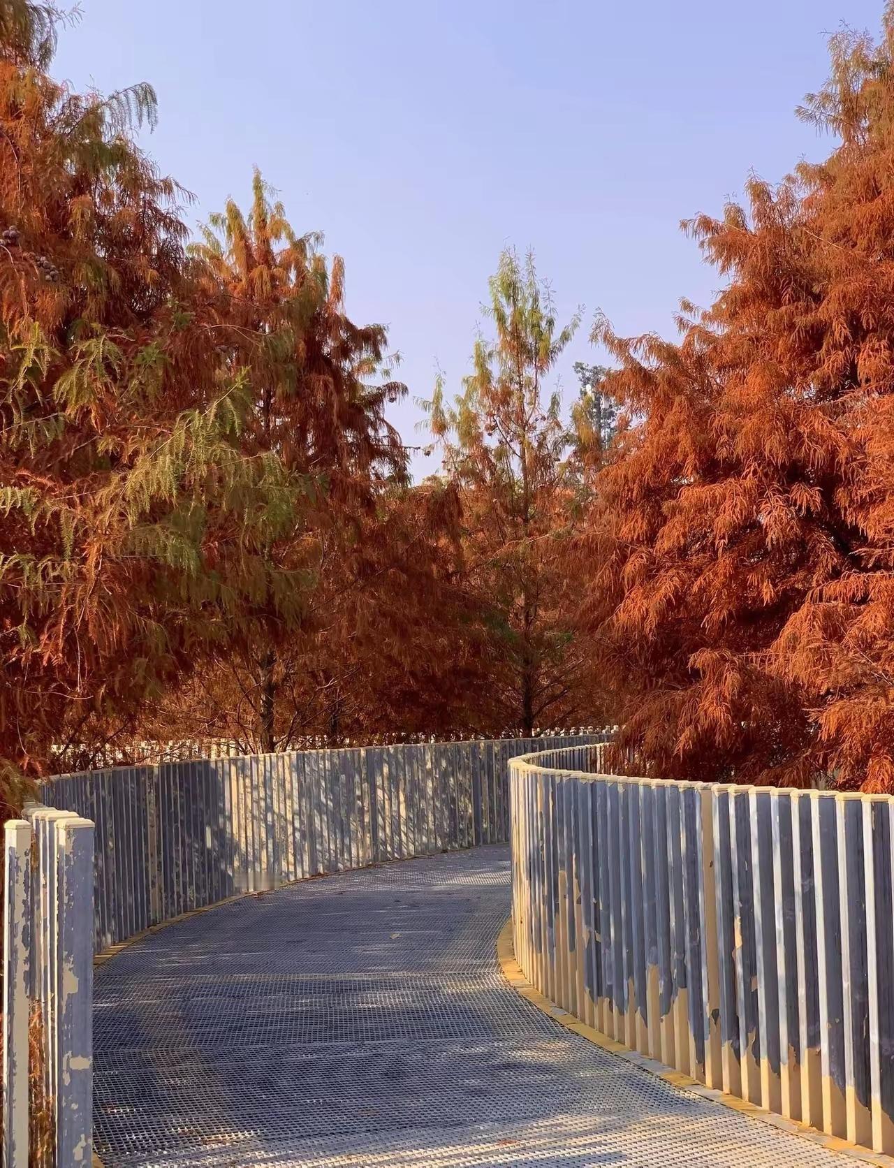 秋意渐浓，漫步林间小径，感受大自然的宁静与美好。🍂🍁🍂