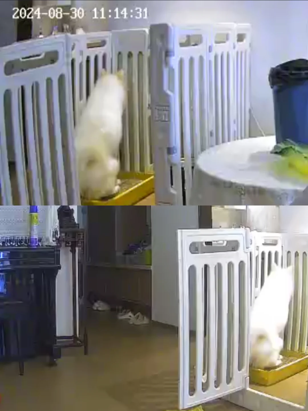 未成年狗狗独立上厕所❗️省心版