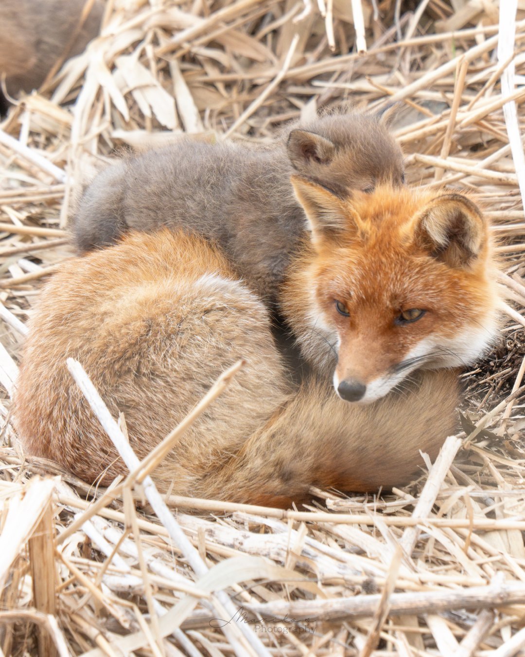 毛茸茸的小狐狸让妈妈驮着©️maru_photos 
