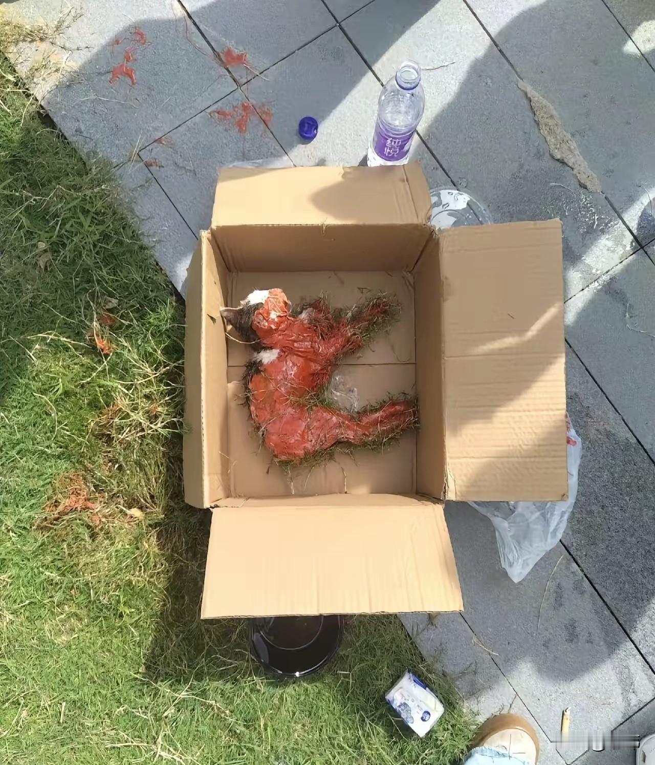 这天一位大哥去公园晨跑，结果看到路边有个纸箱，箱子里装着一只猫，它身上沾满了红色