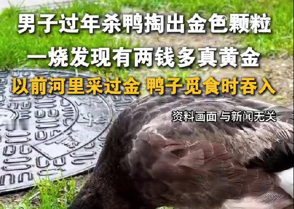 湖南男子过年杀鸭，从鸭肚子里掏出超6克黄金，网友：天降横财
最近湖南邵阳的刘先生