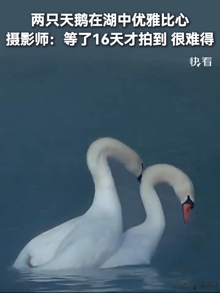 两只天鹅在湖中优雅比心。摄影师：等了16天才拍到很难得。
妞妞爹。
天鹅跳舞是我