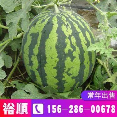 卜算子
西瓜
中秋瓜果香，绿色大红瓤。怀抱西瓜人羡慕，馋欲口水。
亲口去品尝，味
