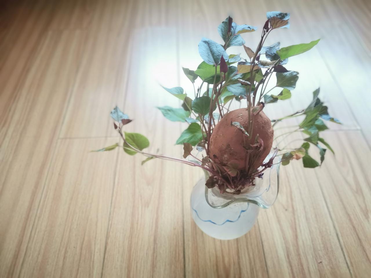 以前在头条看到有人把红薯养在花瓶里，不仅可以观赏还能吃红薯叶。
我也在菜场买了一