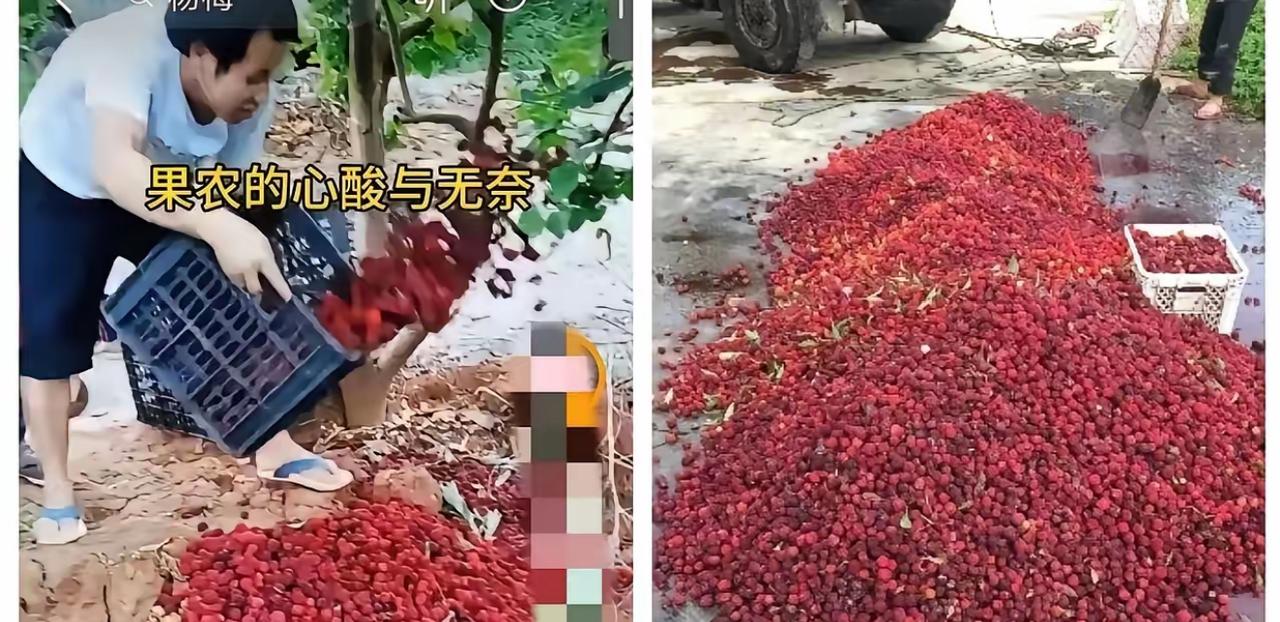 漳州药水杨梅事件：黑心牟利毁口碑，数万果农无辜遭殃

5月17日，福建漳州“药水