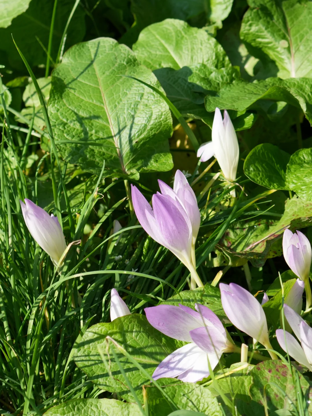 奥多摩野花集2 | 藏在森林里的秋色