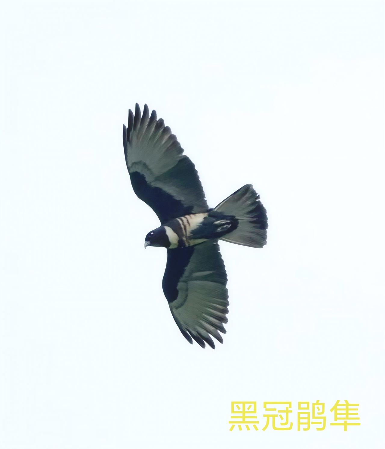 去植物园追星：黑冠鹃隼