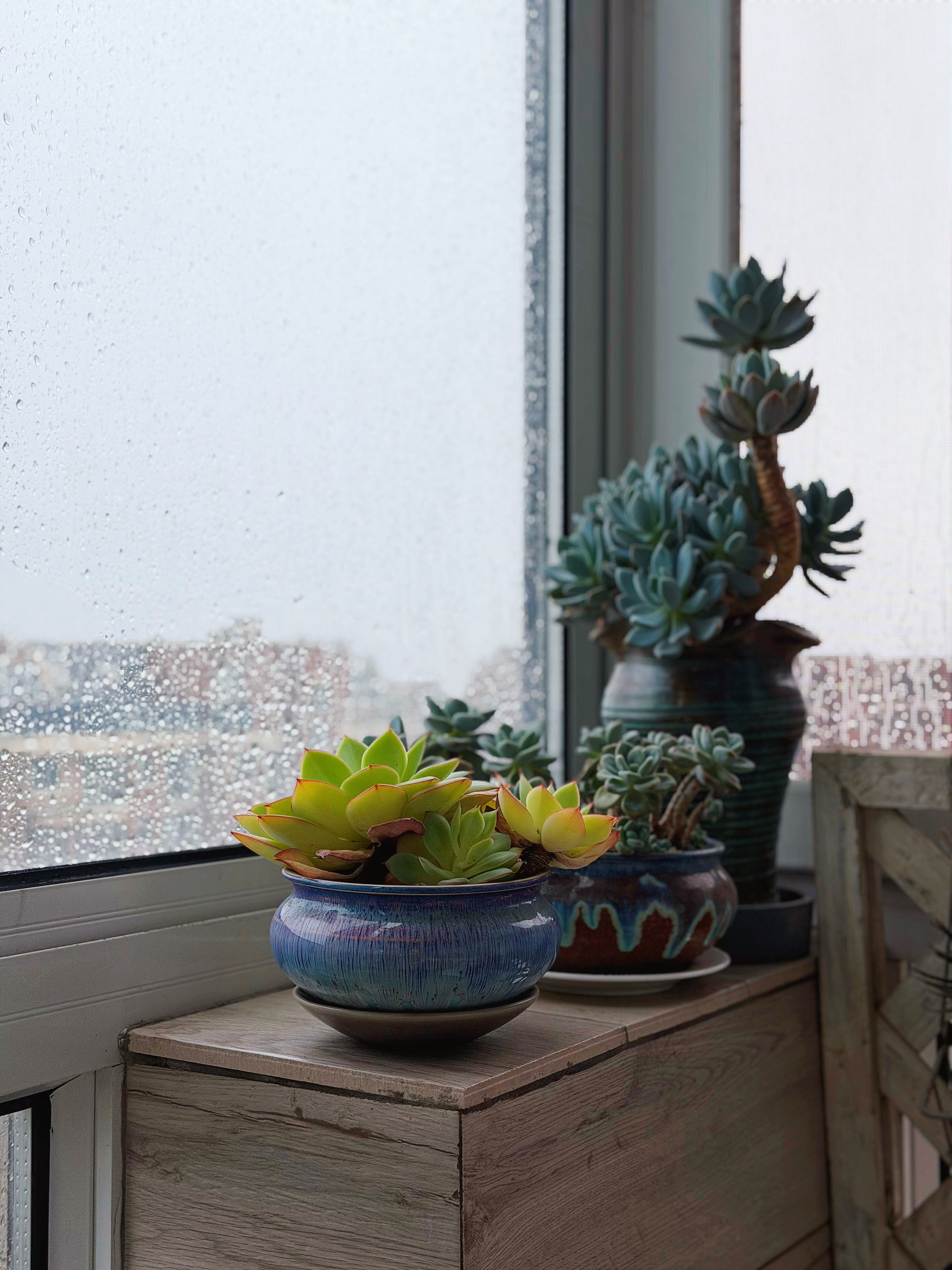 大雨，暑热瞬间消散，在阳台听大雨哗啦声，想着这真是个好睡的日子。希塔的凡尔赛花园