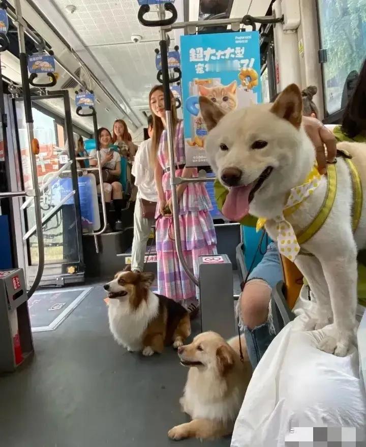 闹大了呀！这是哪里的狗狗猫猫？它们都坐上来公交车上，很享受的样子，令人难以置信，