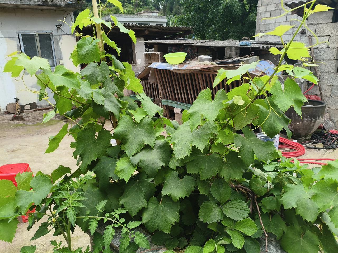 普京与特朗普谁厉害？
中国给答案：42：O