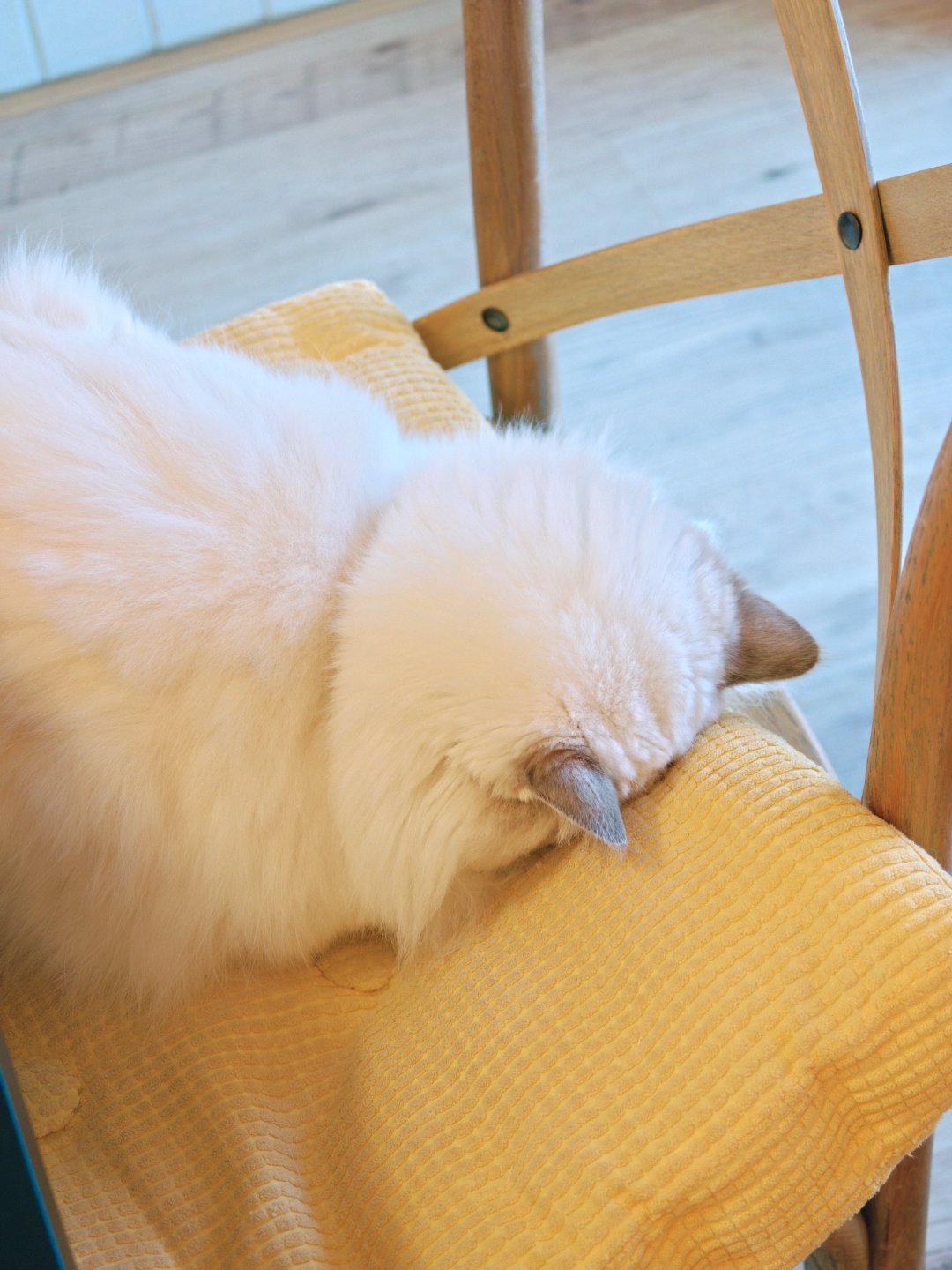外面太亮了，小猫要把头埋起来秋眠两猫一狗 ​​​