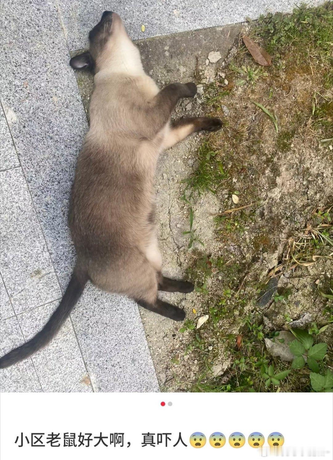 现在的老鼠都这么大了？ 