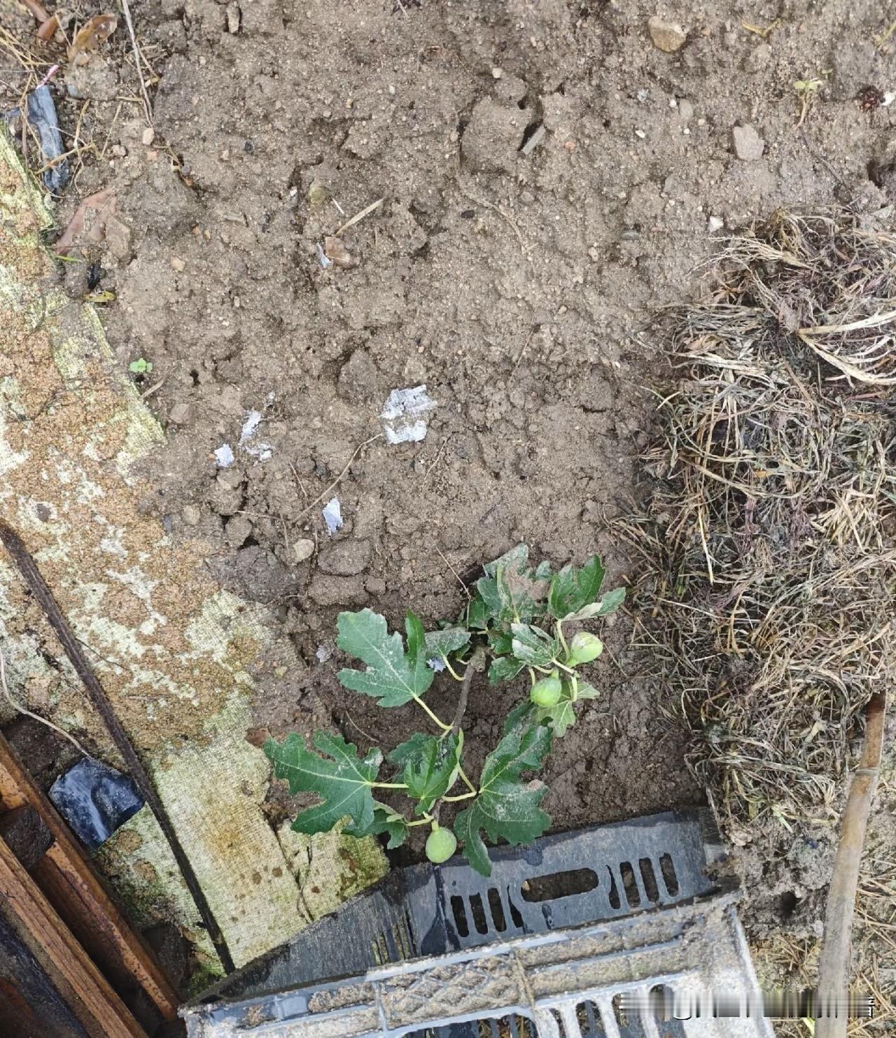 秸秆怎么处理增加土壤的营养? 农作物秸秆含有大量有机质、氮磷钾及钙镁硅等中微量元