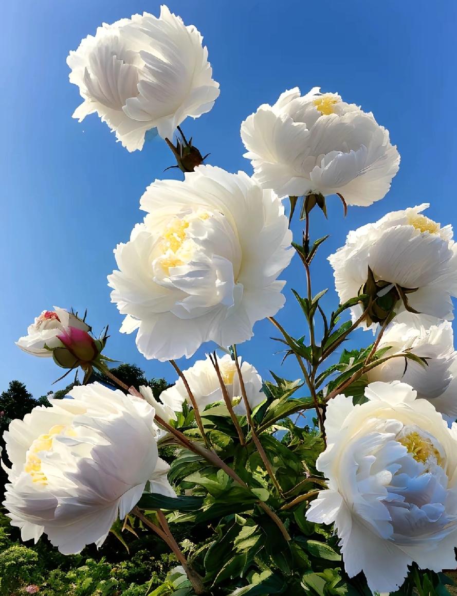 分享一张你相册的拍的花随手拍～