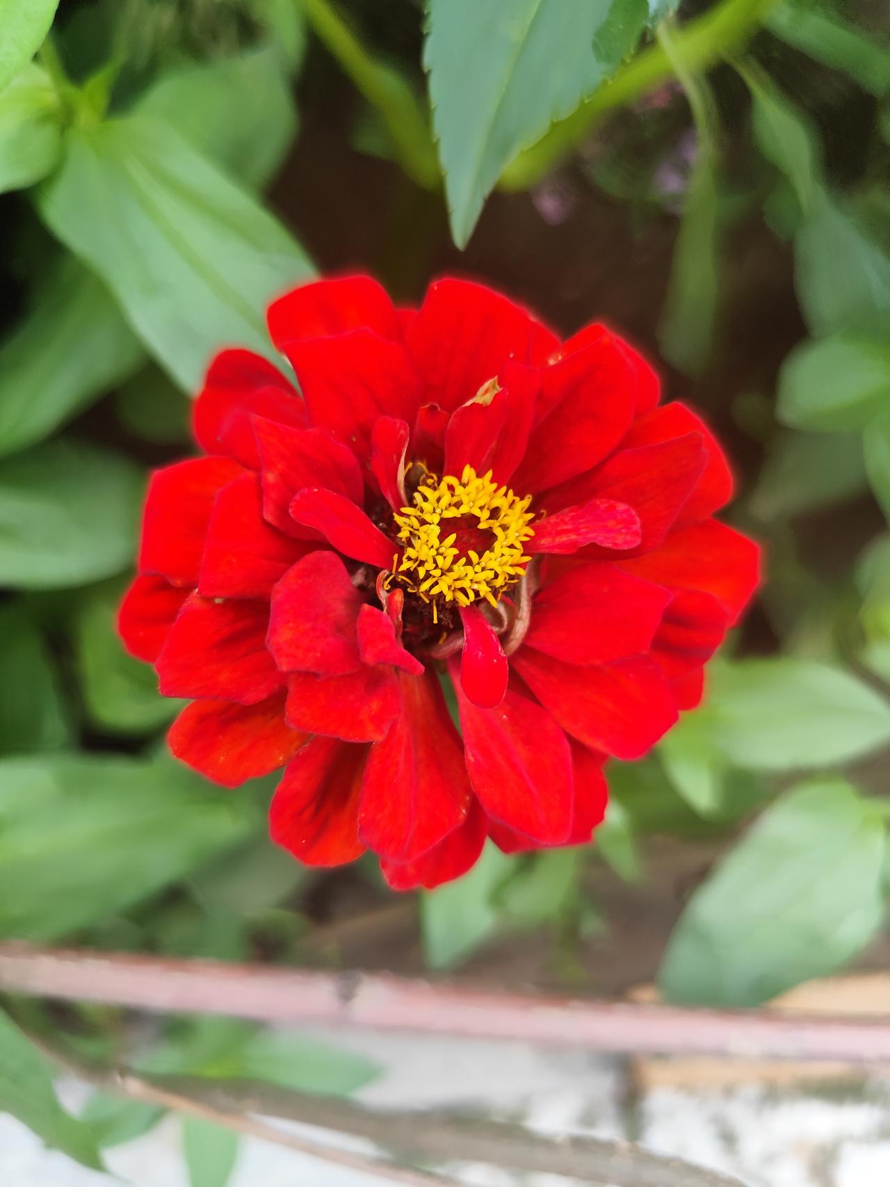 夏日小花《百日菊》  百日菊是北方夏日常见小花，花色靓丽、颜色丰富，而且花期长，