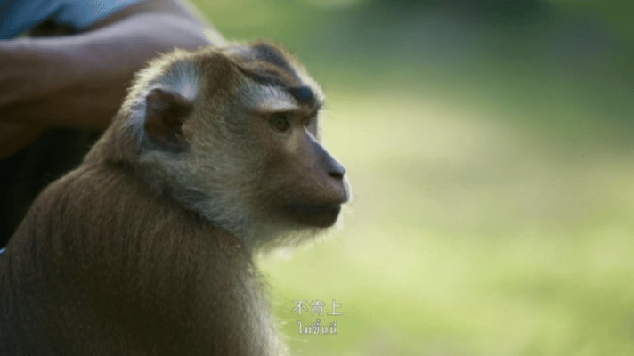 论打工猴的职业修养无法复刻的猴工椰奶AI可以算数据可以写文案，但绝对爬不上高高的