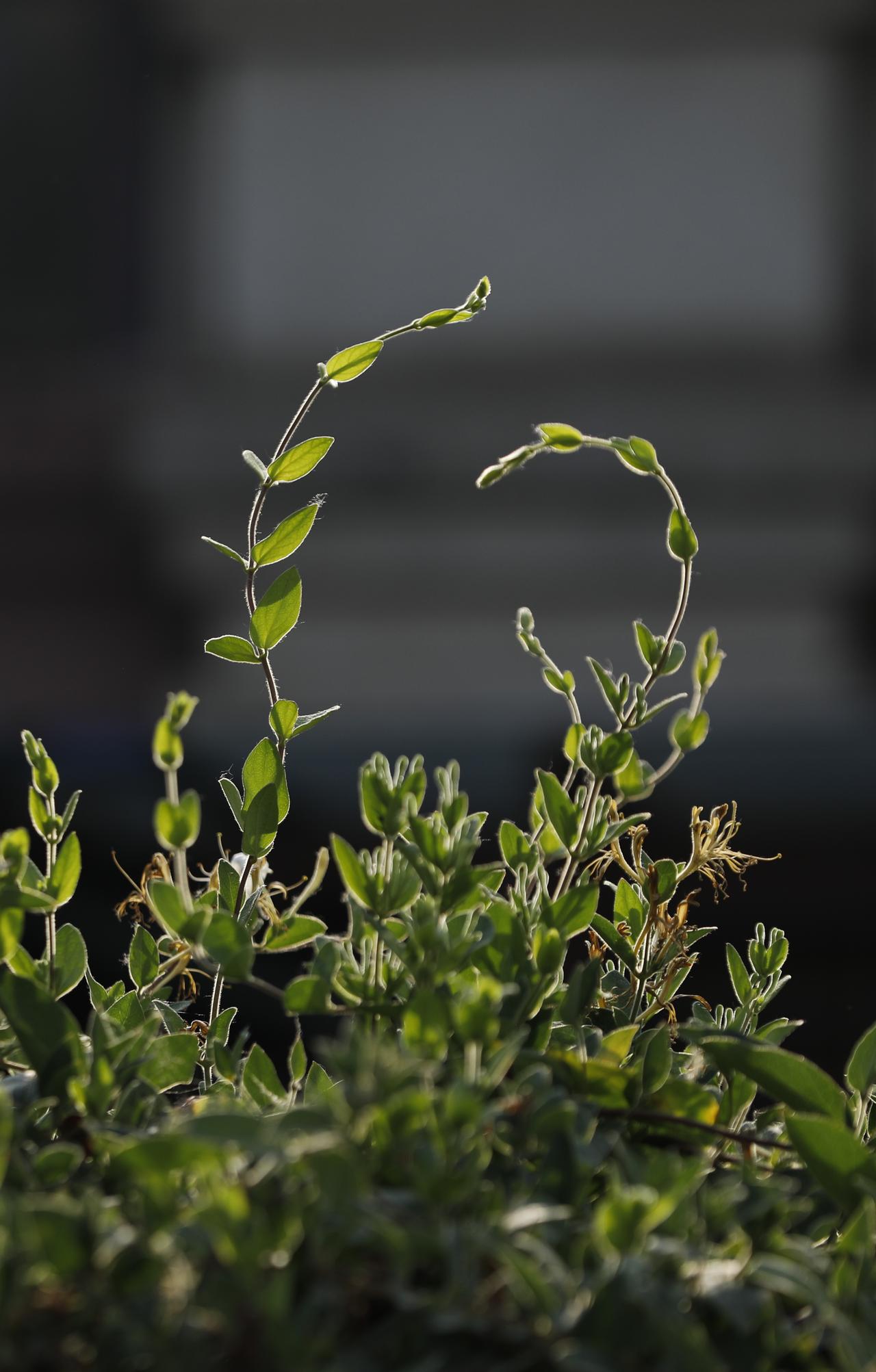 路边随手拍，小花小草皆生命

镜头下的她们，
或许没有花朵的娇艳，
却以一抹翠绿