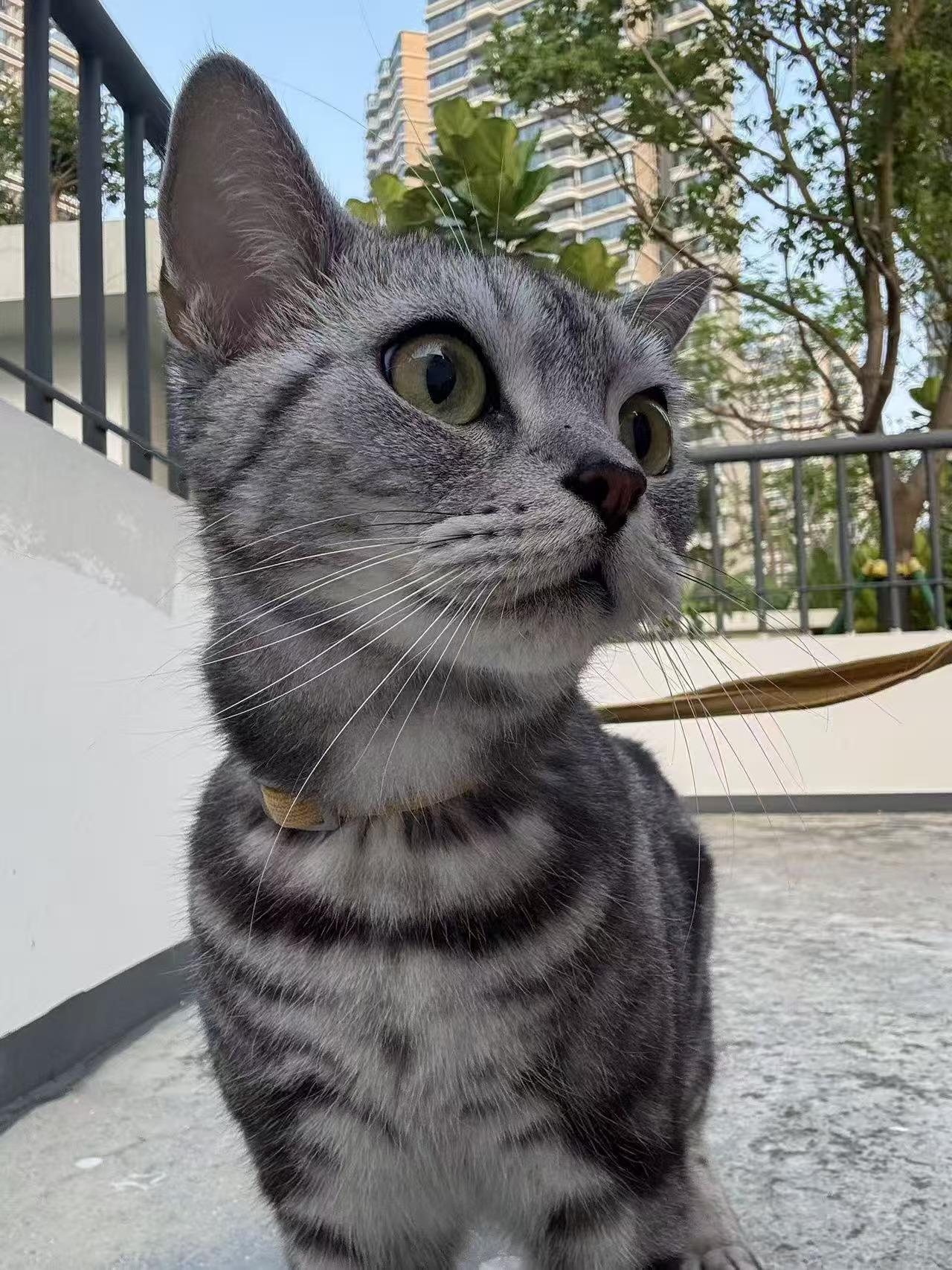 珠海，救助的虎斑猫寻找爱心领养

猫咪找领养❗️
品种：美短虎斑
名字：豆苗
性