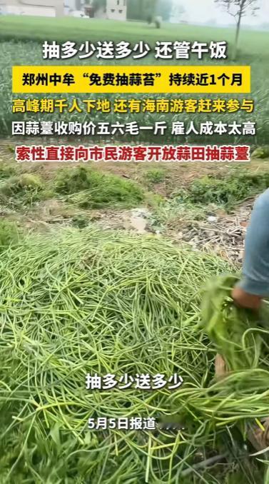 “天下还真有免费午餐！”河南郑州，蒜薹收购价暴跌至五六毛一斤，雇人抽一天反倒亏几