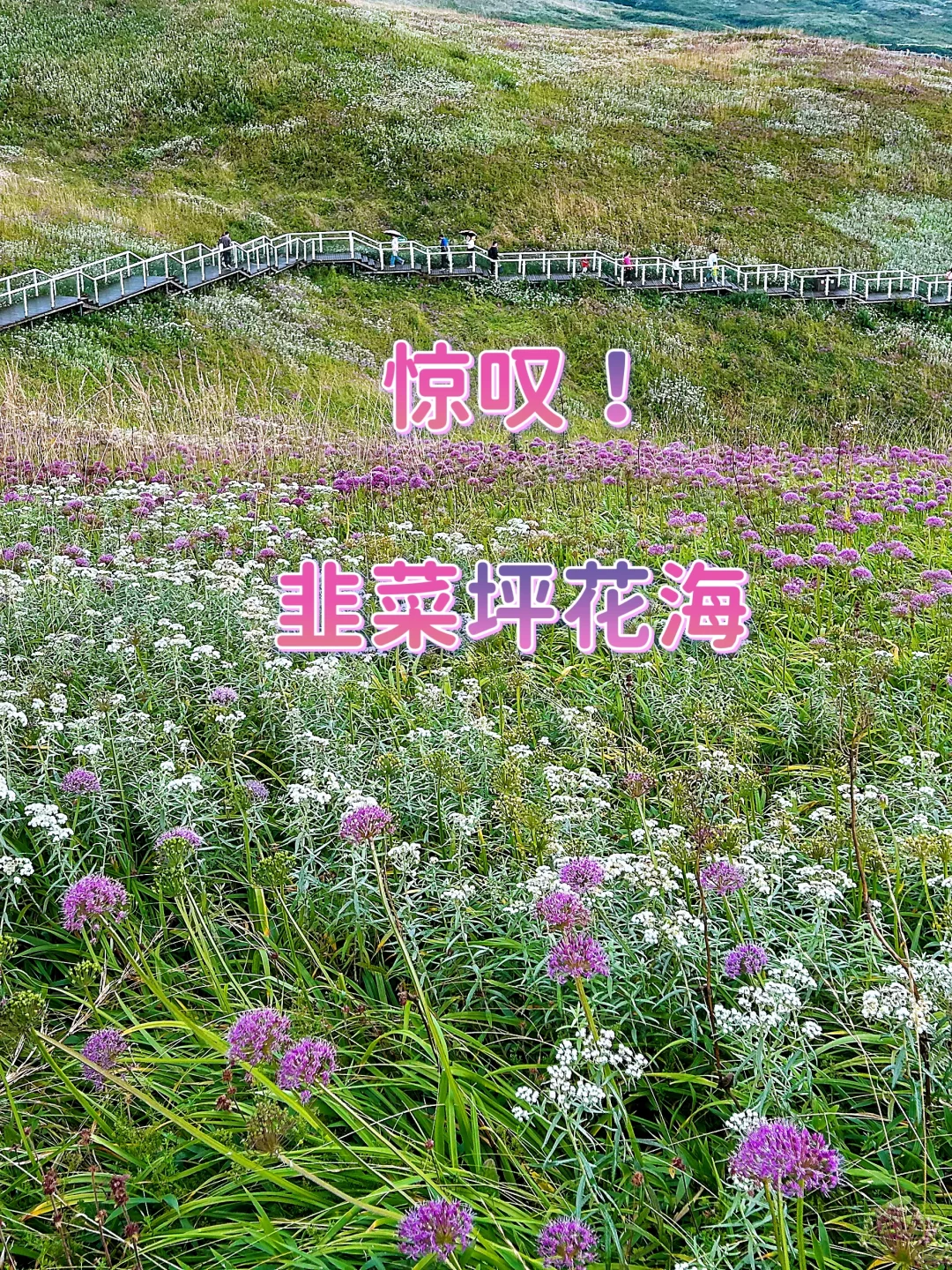 ‼️惊叹 贵州韭菜坪高山紫色花海已经盛放