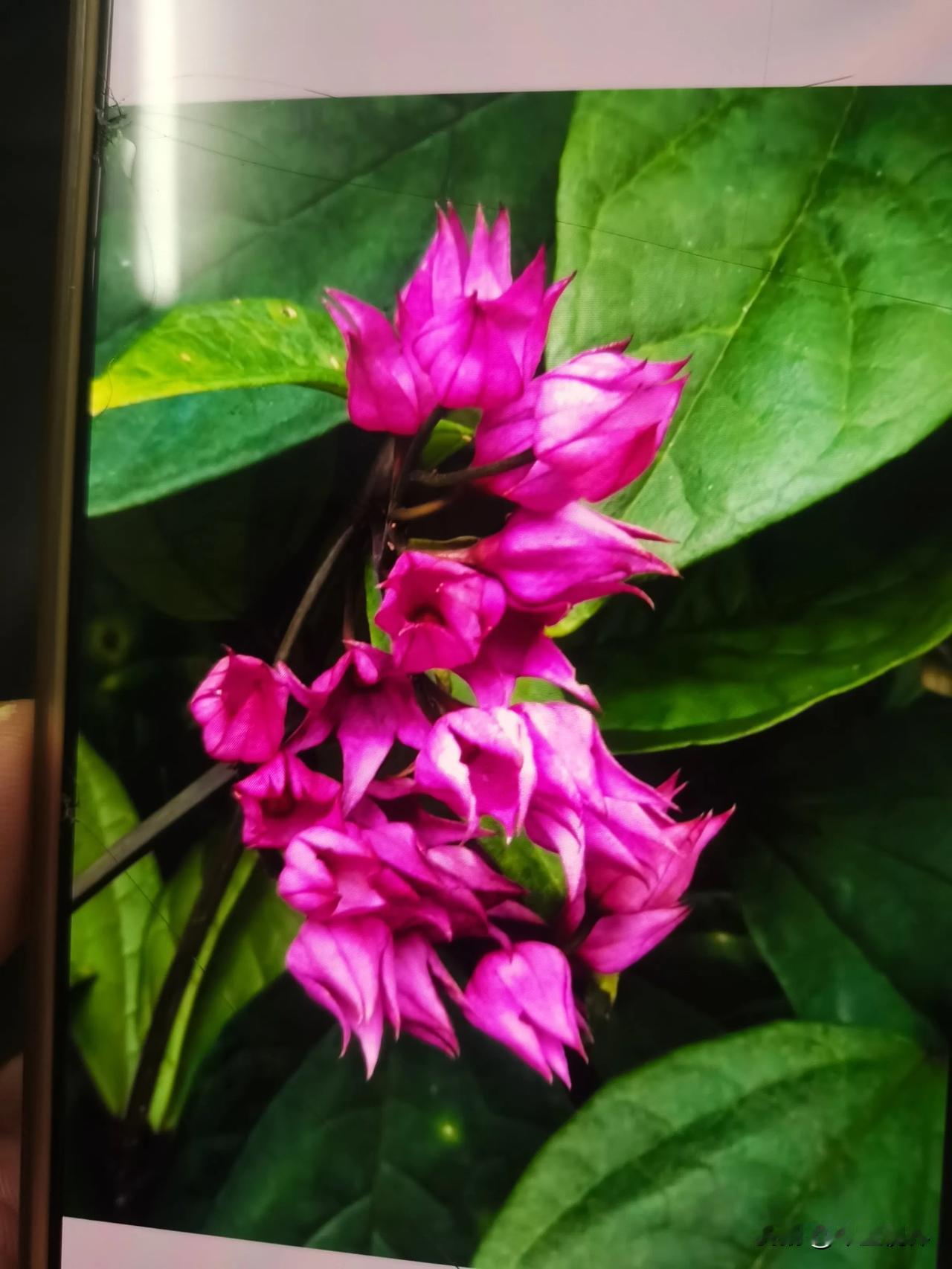 广西忻城：“龙吐珠”绚丽绽放  
“渡水复渡水，看花还看花。
春风江上路，不觉到