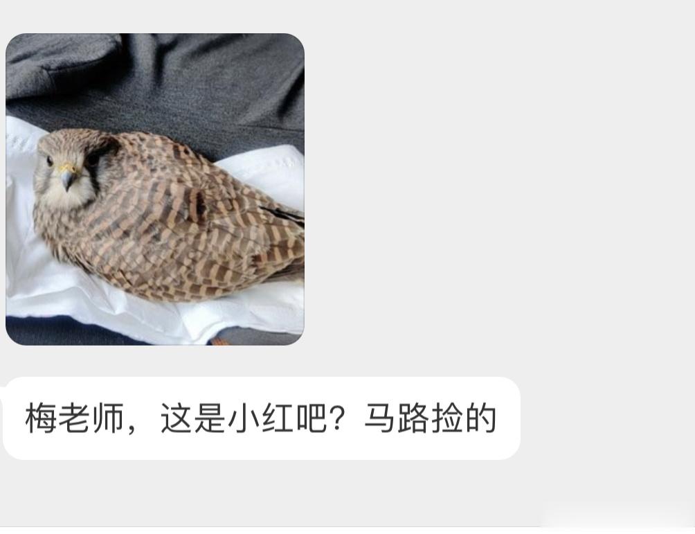 马路上捡到的【红隼】二级保护鸟类受伤的话可以联系警察奥！ ​​​