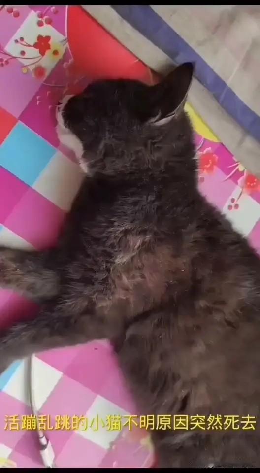 【思念我那被人毒死的小黑猫】
在2021年12月10日星期一，我到墨盘集市赶集回