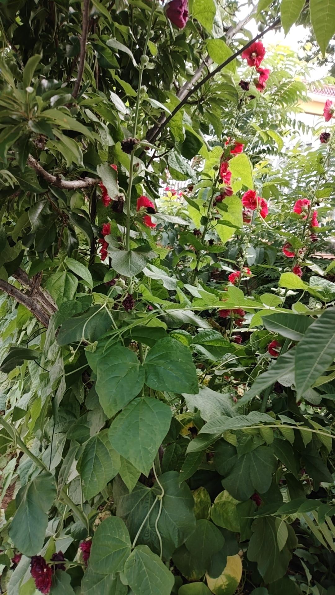 热爱生活珍惜当下善待过往平安健康顺意