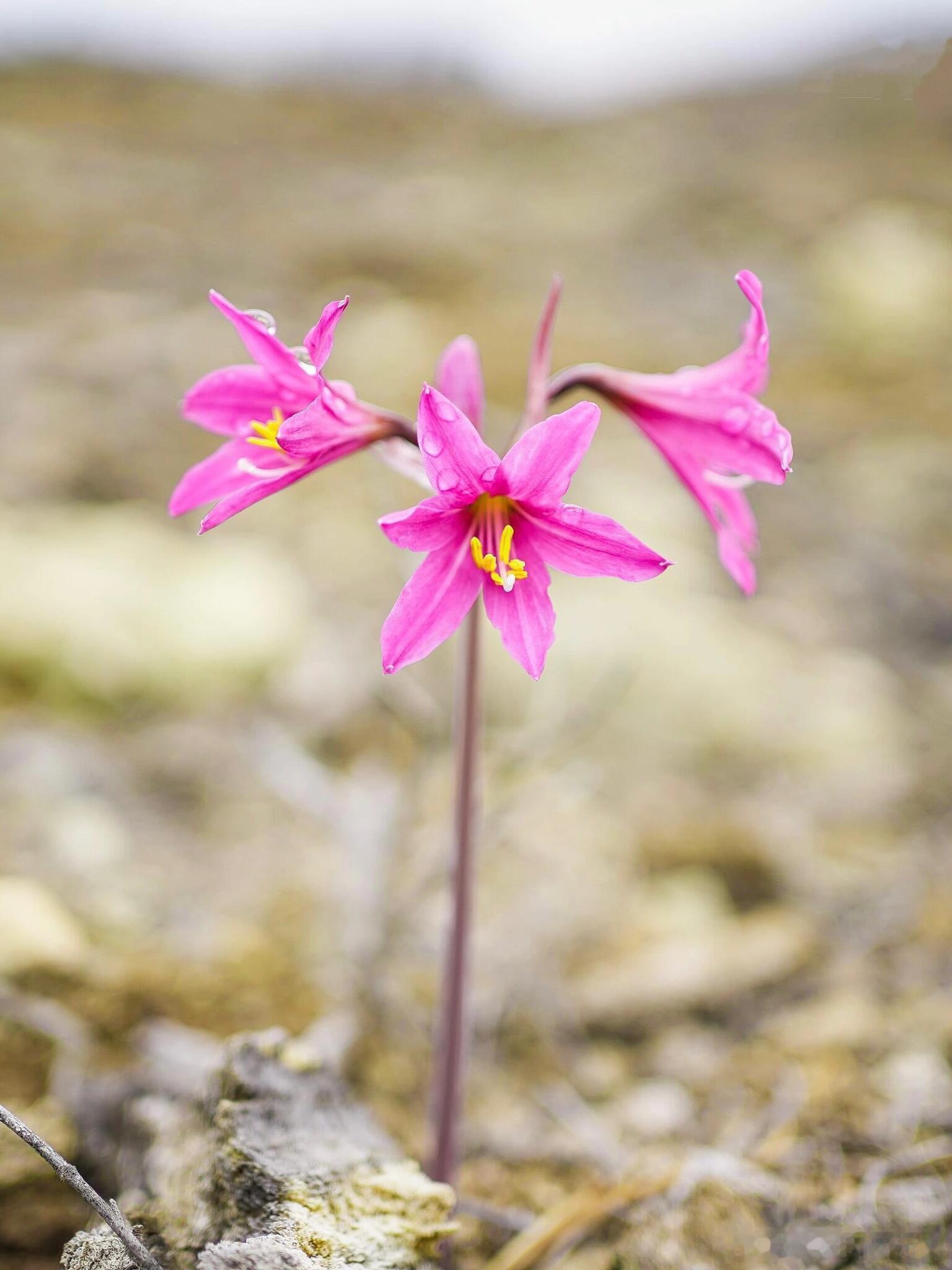 植物科普奇妙生物圈美丽沙顶红：阿塔卡马沙漠的“雾中花仙”，靠雾气生存的濒危球根?