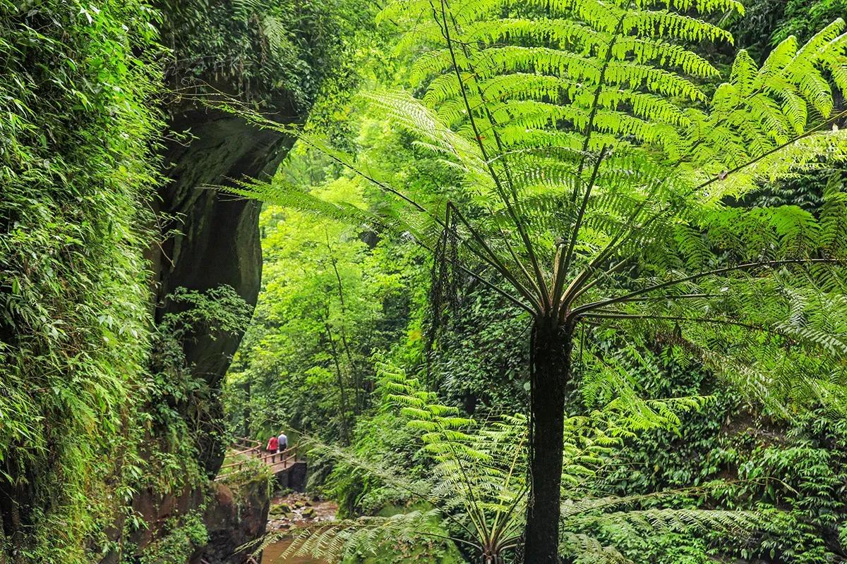 赤水丹霞瀑布桫椤
文/王鹰

冰川瀑布顺天生，古植桫椤适境萌。
叠纪恐龙虽据寡，