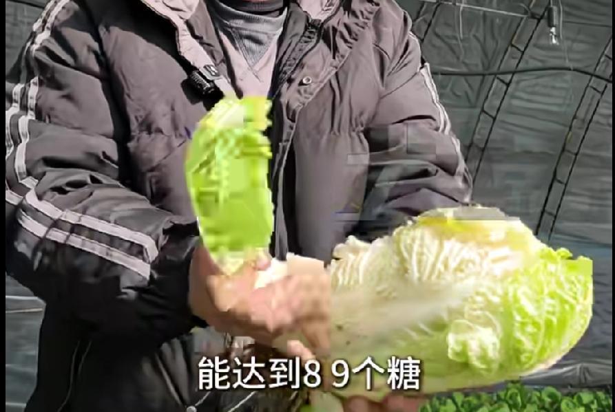 怪不得今年大白菜贵，都研究出来水果白菜了，冰红茶11个甜度，这个白菜都八九个甜度