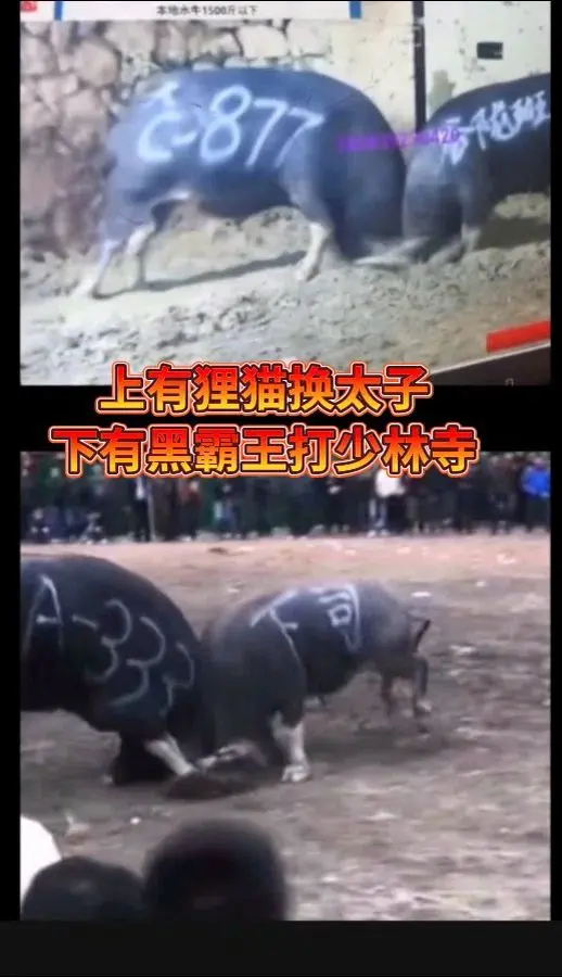 斗牛界水太深😂😂