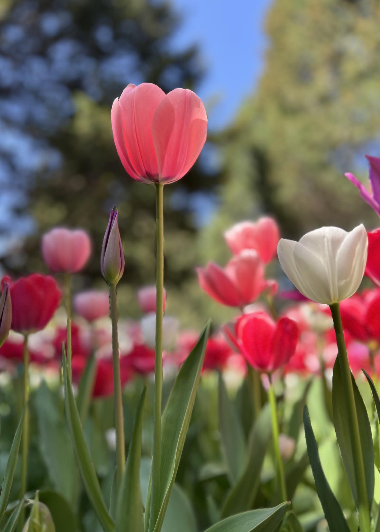 中山公园是北京规模最大、历史最久、景观最独特的郁金香观赏地。1977年荷兰女王赠