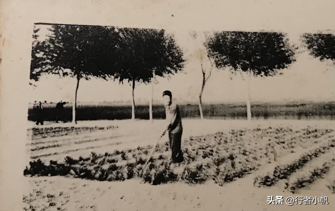 作为一名当时的知青，我喜欢读这类作品，无论它是作品还是真实的故事。曾经的三年插队