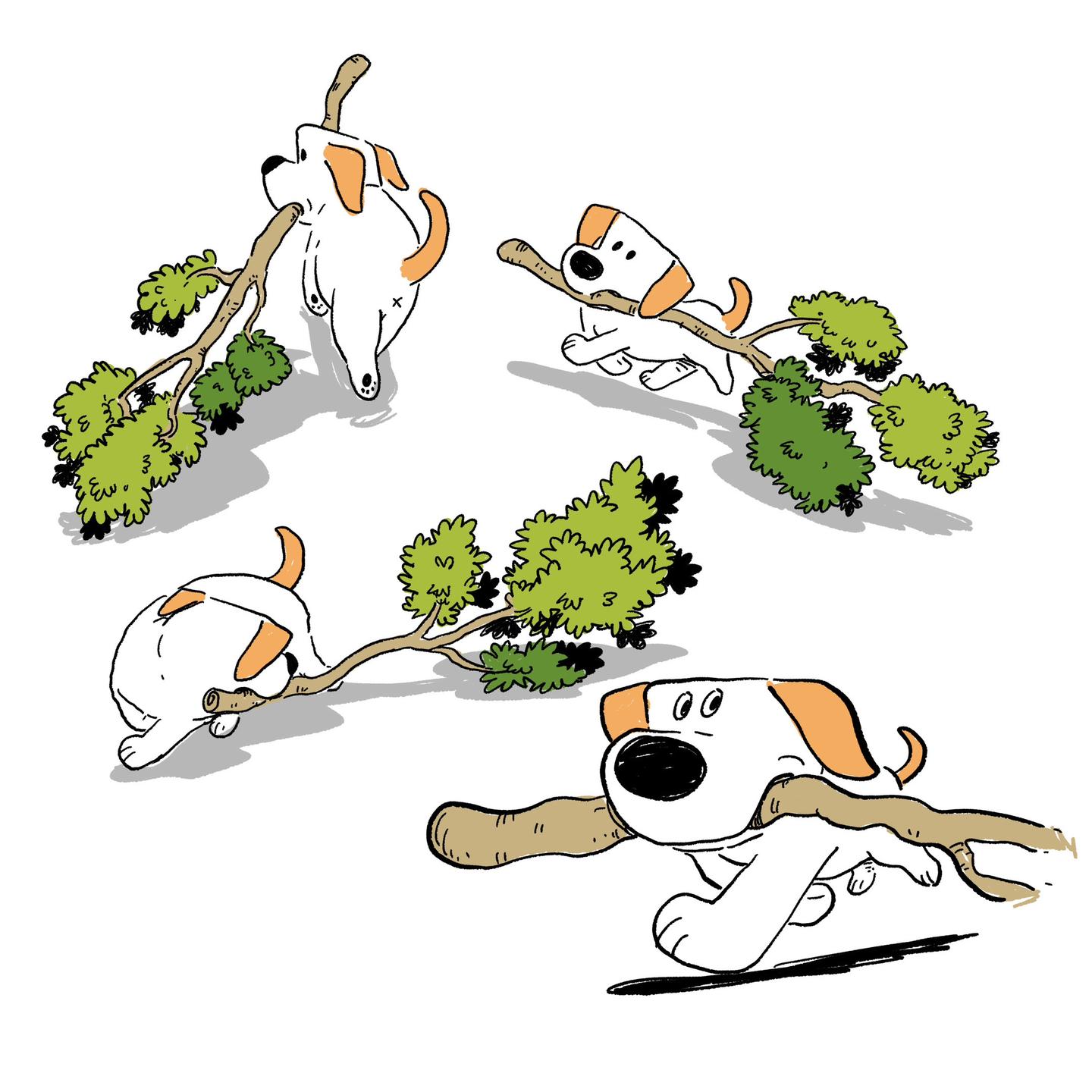 拉布拉多拖大树比赛。现在开始