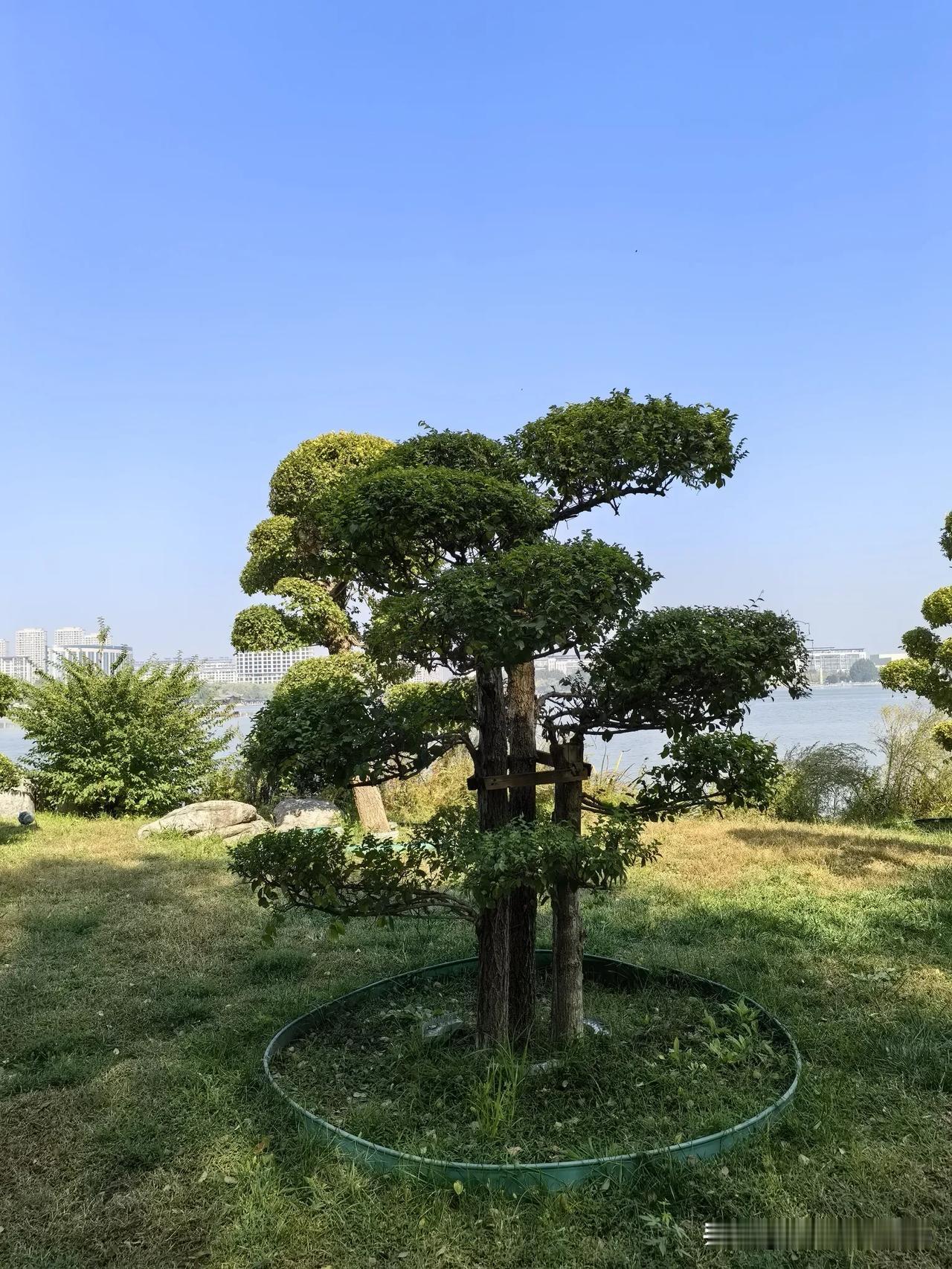 真的搞不懂了，现在长结节的人，怎么这么多啊？

女儿班上的三个要好的同事，就这两