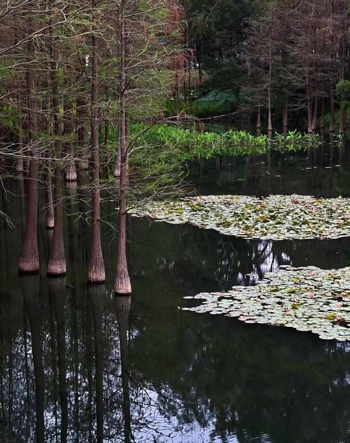 置身于水墨般的麓湖，哪怕今日没有阳光相伴，也仿佛吸饱了满满的静谧能量。在这赤马燎