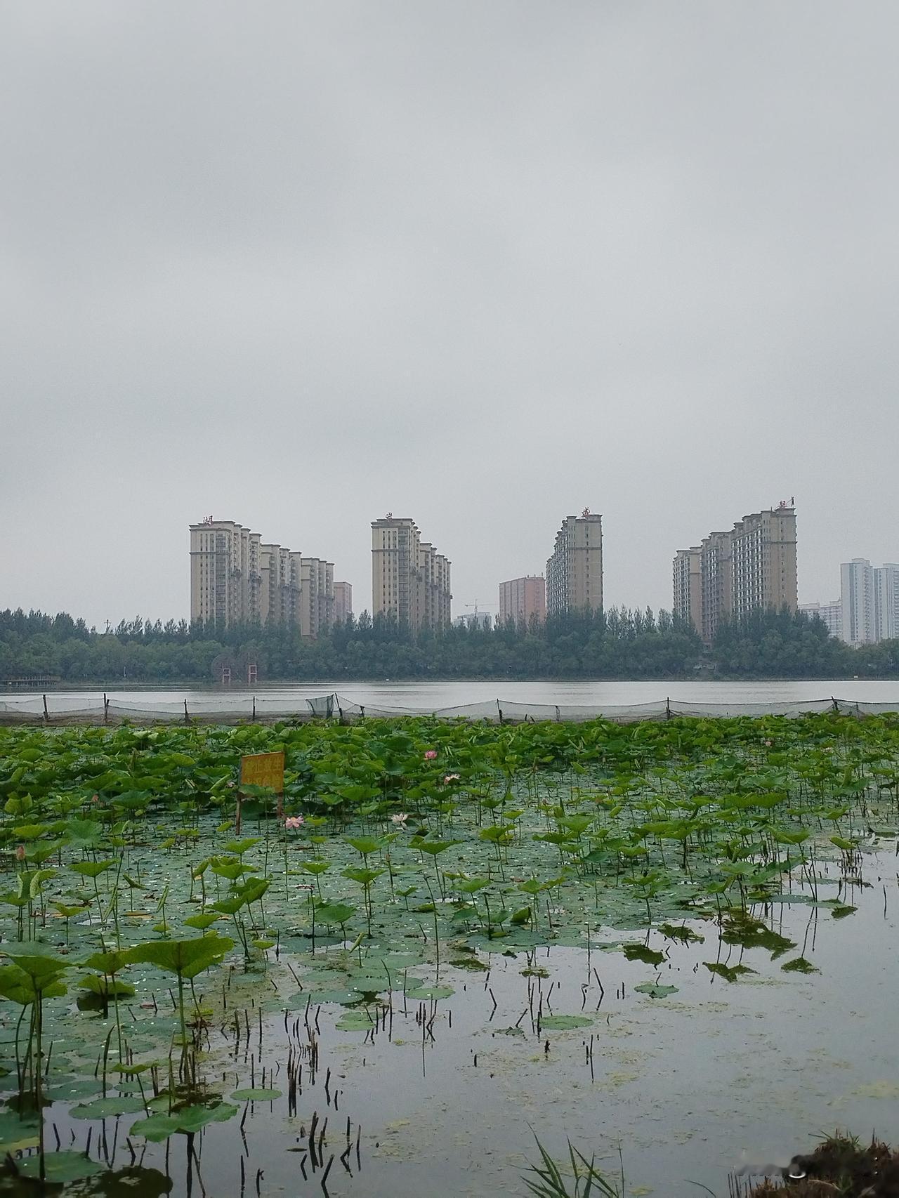 芙蓉初绽
雨滴凝露润青盘，
粉妍含羞似落凡。
虫鸣几声蛙喧闹，
请续句……
（鲤