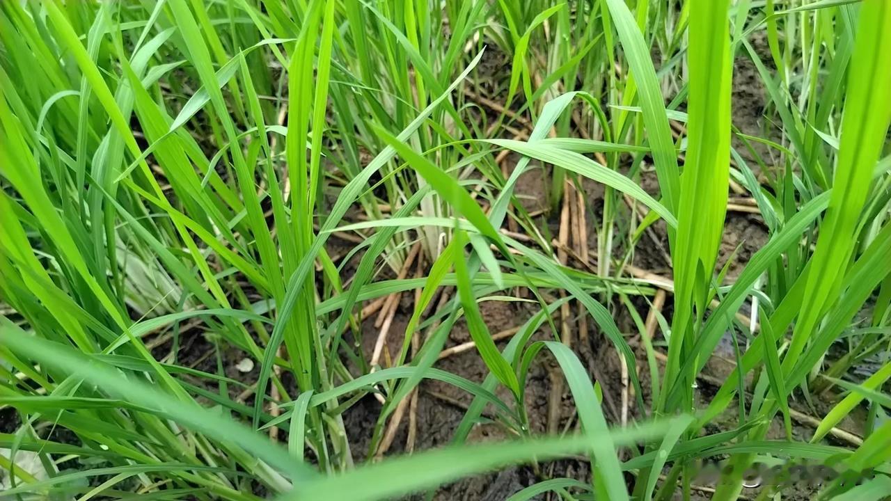 水稻秧田期出现白化苗，原因可能是：1、遗传因素，某些品种自身原因；2环境因素，连
