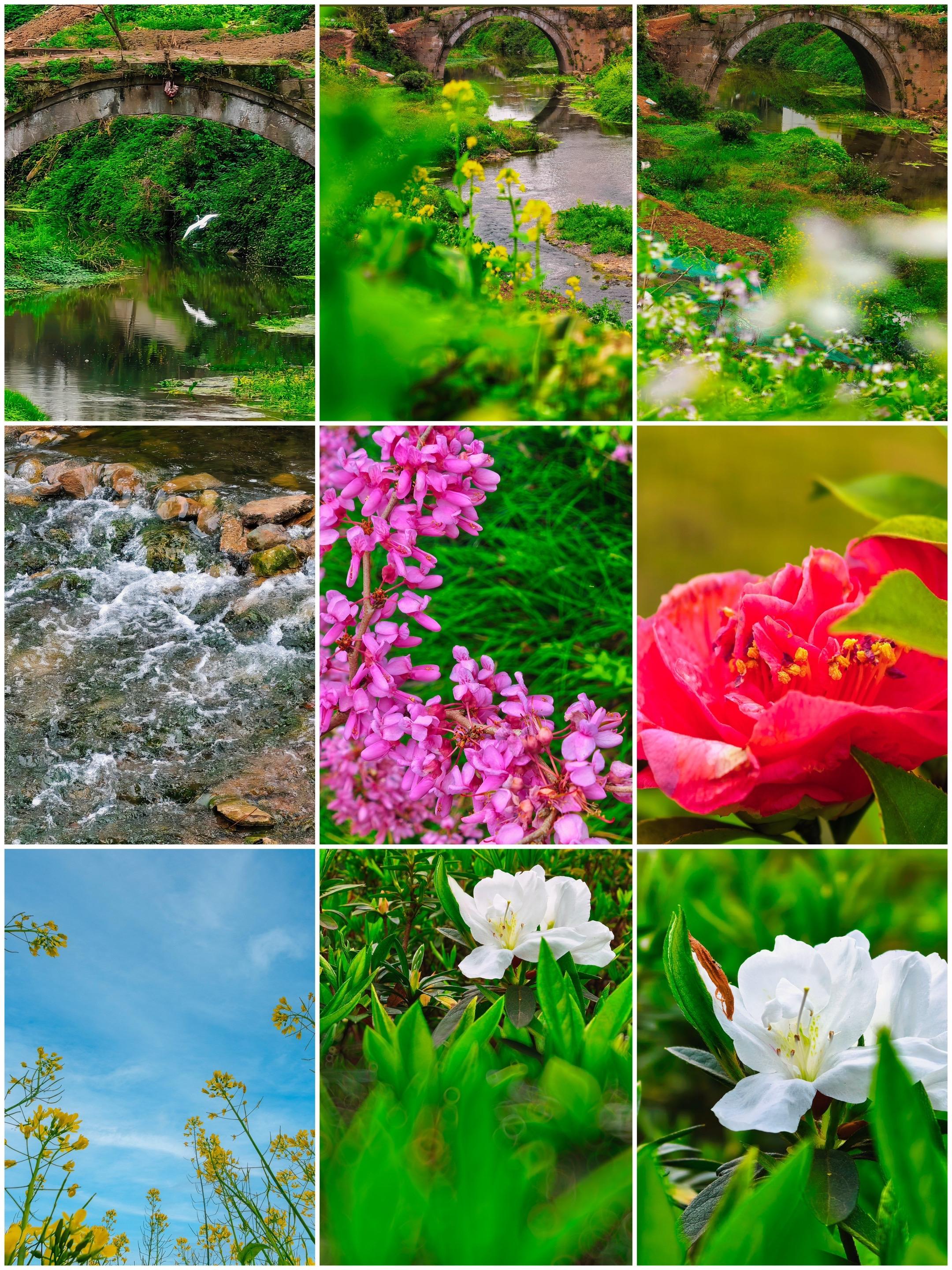 春日限定！老石桥与繁花间，满是鲜活温柔