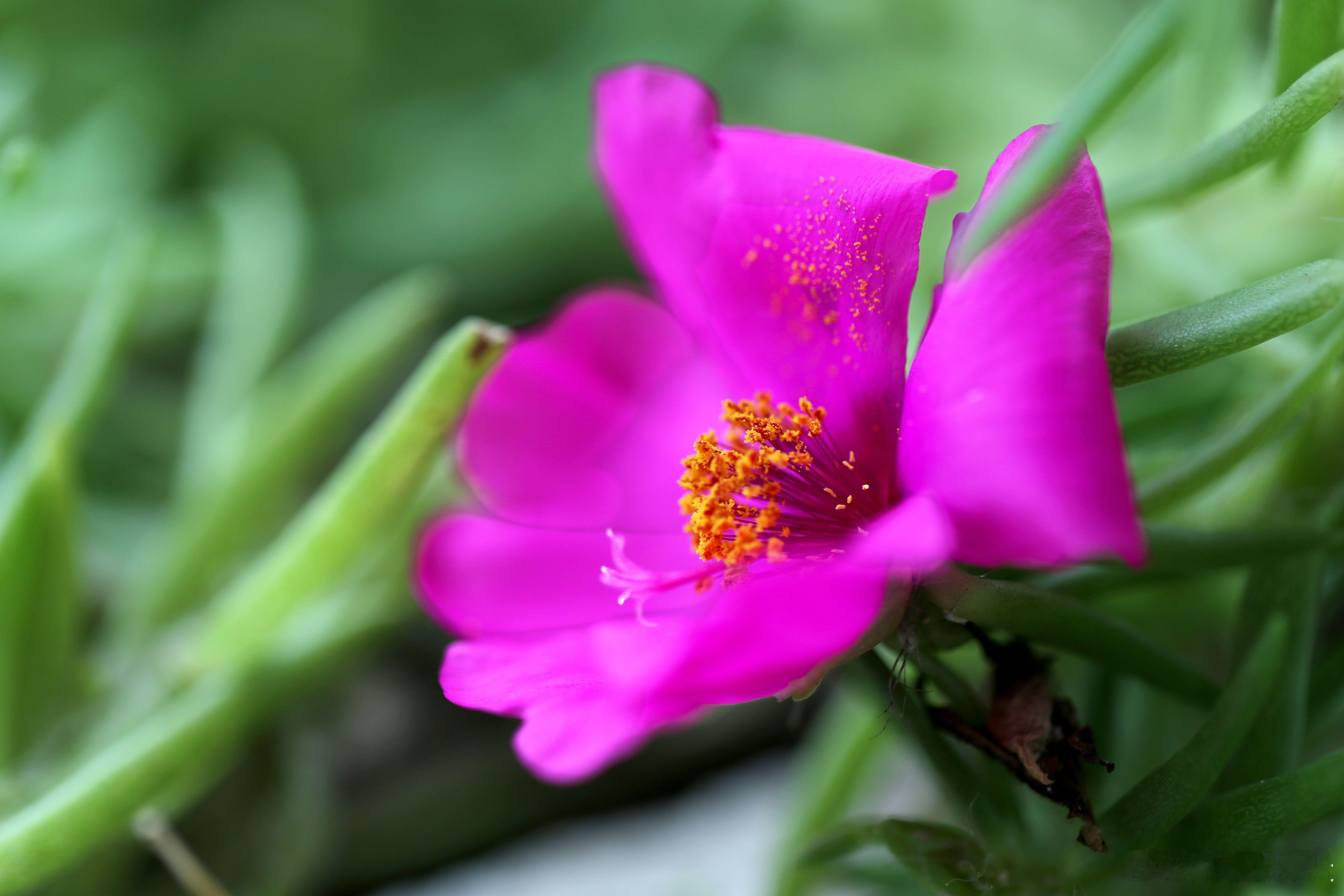 百花图谱 【“大花马齿苋”】 ​​​